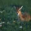 The rare oribi antelope after which the area is named